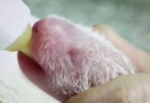 China: Muere el primer cachorro de panda nacido este año