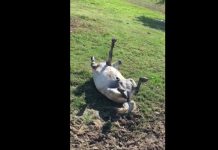 Caballo que se hace el muerto conquista las redes sociales