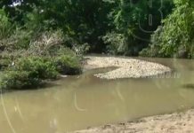 Reforestan parte de la cuenca del río Ochomogo en Nandaime