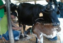Chontales, tierra de ganadería