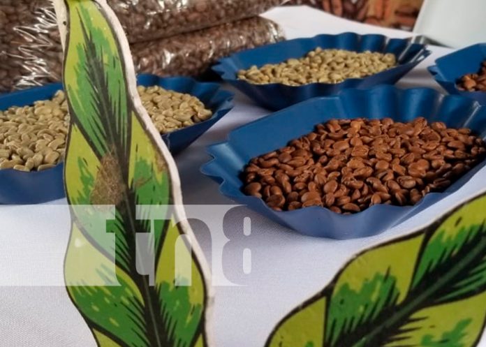 2 Nicaragua, nueva segovia, Subasta Internacional del Café, record