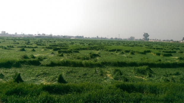 2114_campos-de-cebada_620x350