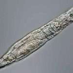 Un animal microscópico sobrevive tras 24.000 años en estado congelado ciencia, animal microscopico, hallazgo, organismos, muestras