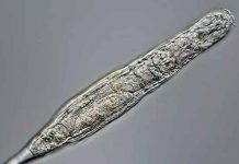 Un animal microscópico sobrevive tras 24.000 años en estado congelado ciencia, animal microscopico, hallazgo, organismos, muestras
