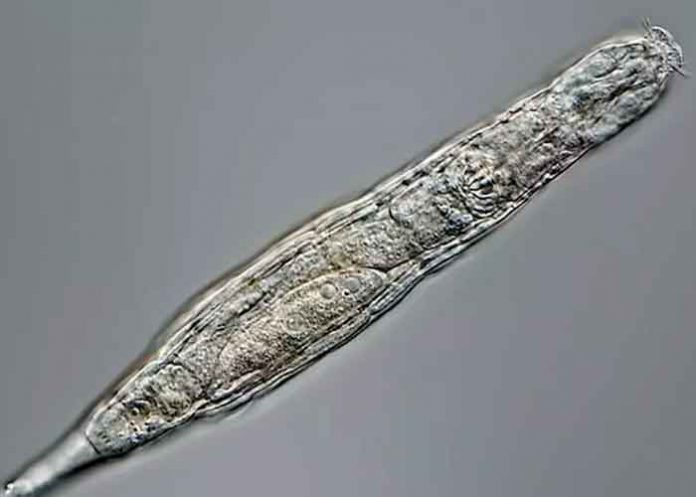 ciencia, animal microscopico, hallazgo, organismos, muestras