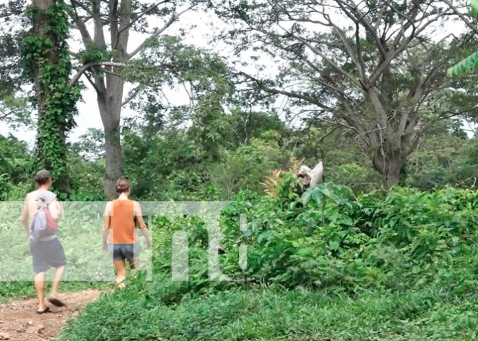 desaparecidos, volcán madera, nicaragua, isla de ometepe,