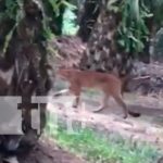 nicaragua, el rama, puma,