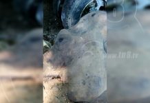 Graban entierro de Samba el elefante del circo Renato