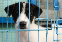 En video: Abandonan a un perrito como si fuera un saco de basura