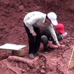 ciencia, china, descubrimiento, dinosaurio, fosil