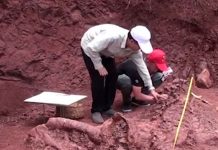 Paleontólogos descubren el fósil casi completo de un dinosaurio en China ciencia, china, descubrimiento, dinosaurio, fosil