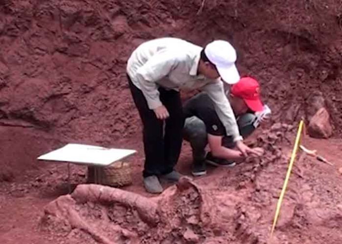 ciencia, china, descubrimiento, dinosaurio, fosil