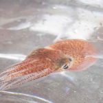 NASA envía al espacio calamares hawaianos para realizar estudios científicos ciencia, nasa, calamares hawaianos, estudios, objetivo