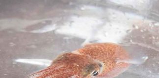 ciencia, nasa, calamares hawaianos, estudios, objetivo