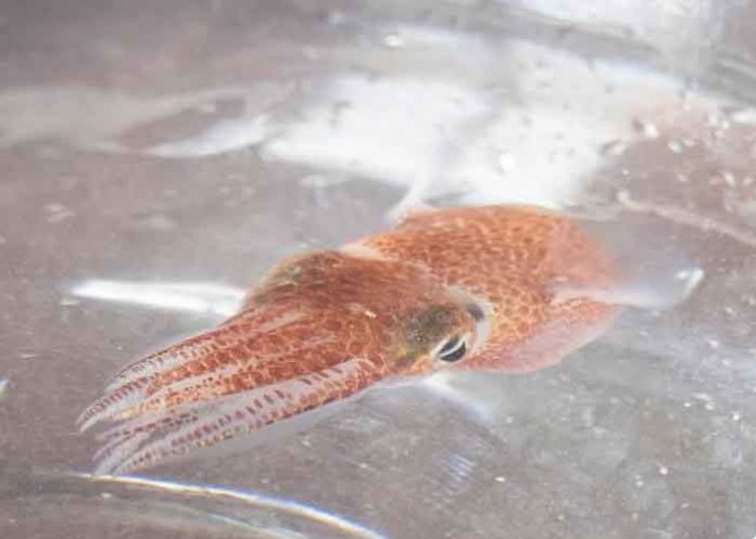 ciencia, nasa, calamares hawaianos, estudios, objetivo