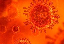 OMS: Variante Delta plus podría tener impacto en respuesta inmunitaria al virus salud, oms, mundo, variante delta plus, coronavirus
