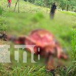 Abigeato hacen de las suyas en Matiguás Nicaragua, matiguás, abigeato, policía