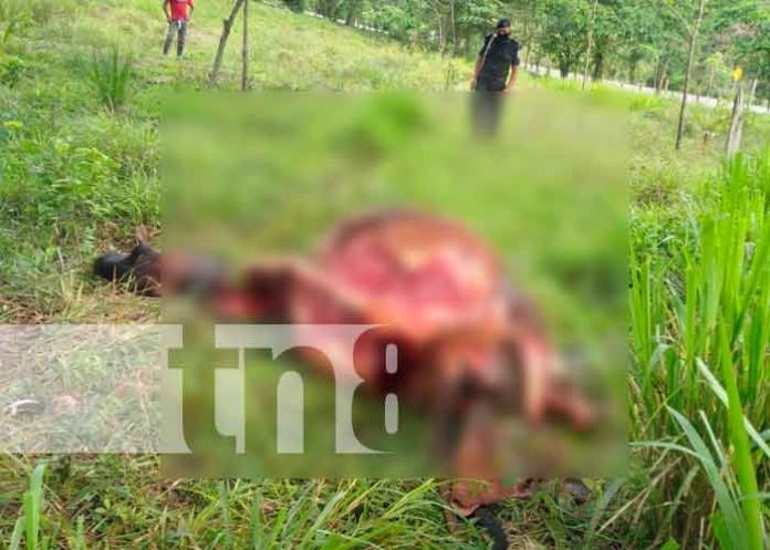 Nicaragua, matiguás, abigeato, policía