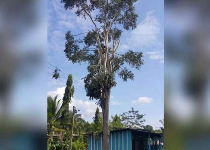 ARBOL