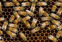Hospital descubre miles de abejas luego de gotear miel del techo