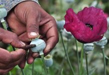 Estiman cultivo de amapola en 24.800 hectáreas mexicanas