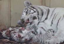 Nacen 4 leones y 3 tigres blancos en zoo de Polonia