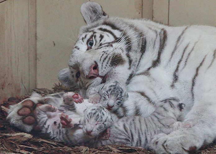 Animales