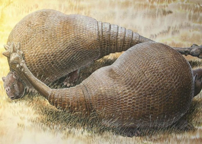 Armadillos