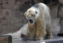 Preocupados en Argentina por salud del oso polar, Arturo