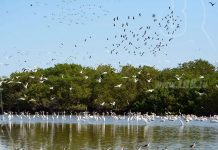 Declaran Delta Estero Real, sitio de descanso de aves playeras migratorias