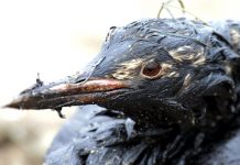 Derrame de líquido asfáltico mata truchas y aves en Perú