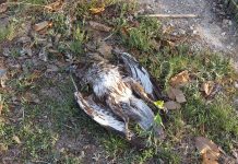 Docenas de pájaros caen del cielo en Boston