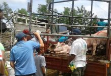 Familias de Catarina reciben Bono Productivo Alimentario