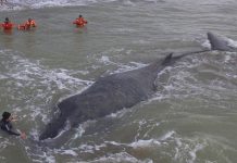 Muere ballena que había sido rescatada en Argentina
