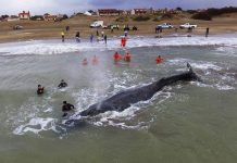 Rescatan a ballena en costa argentina tras 24 horas encallada