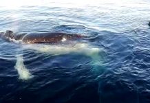 Rescatan a ballena atrapada en redes de pesca en el sur de Chile