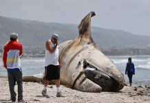 Enorme ballena muerta causa asombro en playa de California