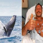 Impactante: Ballena jorobada se tragó a pescador y lo escupe vivo estados unidos, massachusetts, pesca, ballena, buceo,