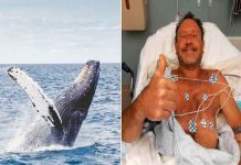 Impactante: Ballena jorobada se tragó a pescador y lo escupe vivo estados unidos, massachusetts, pesca, ballena, buceo,