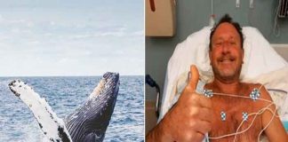 estados unidos, massachusetts, pesca, ballena, buceo,