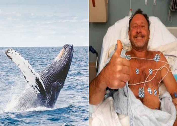 Ballena estados unidos, massachusetts, pesca, ballena, buceo,