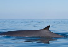 Investigan varamiento de ballenas en norte de Chile