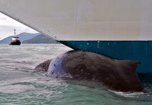 Encuentran ballena muerta en proa de barco en Alaska