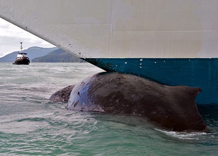 Ballena2