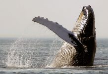 Ruido altera hábitos alimenticios de las ballenas
