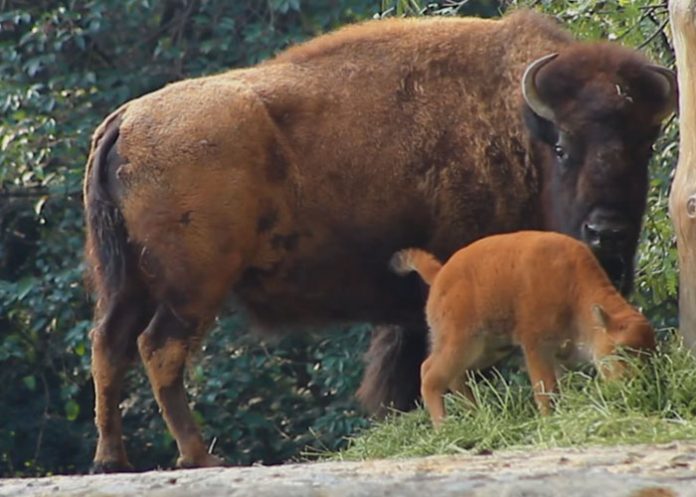 Bisonte
