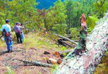 Guatemala declara emergencia ante riesgo de plaga de gorgojos en Honduras