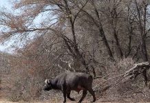 Sudáfrica sacrifica a 350 animales por grave sequía
