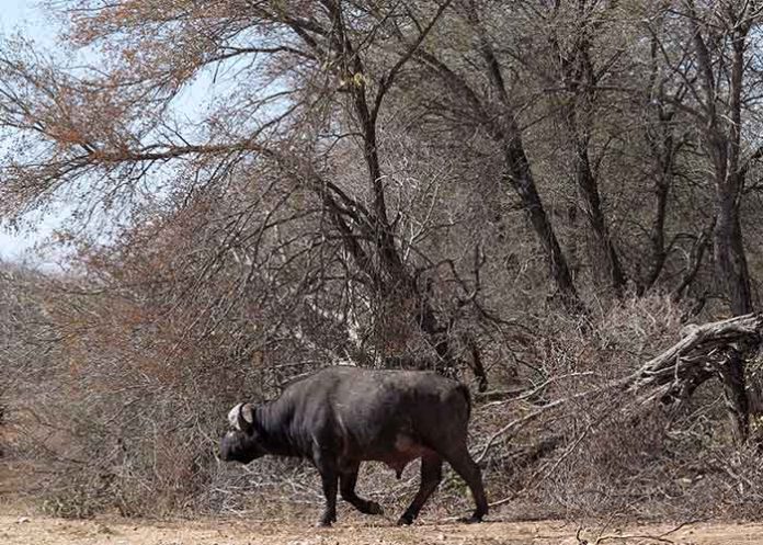 Bufalo