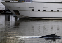 En fotos: Avistamiento de ballena sorprende a argentinos